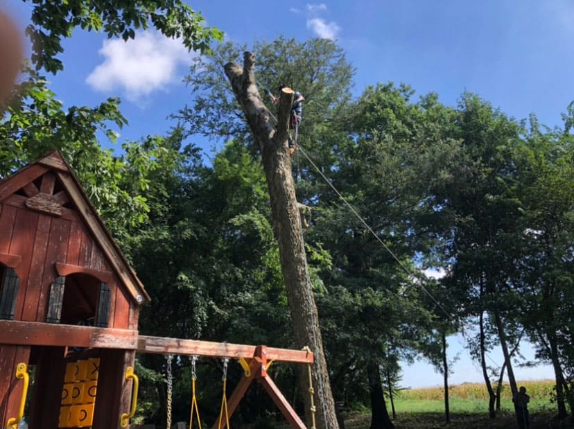 Tree Trimming Gallery