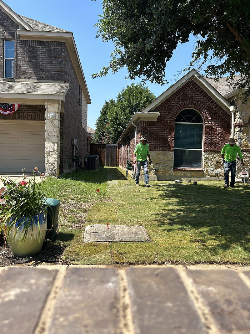 Two workers in green shirts installing fresh sod grass on a front lawn between two houses under a clear blue sky.