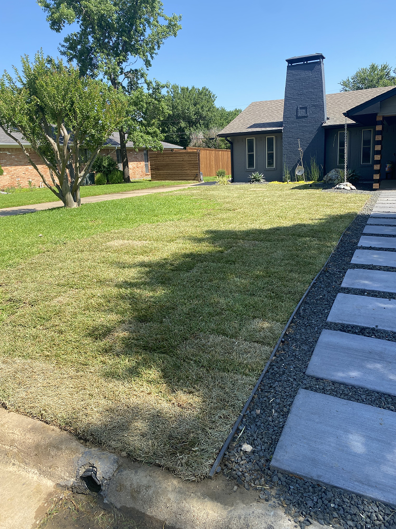 Front yard of a house with new sod lawn, a concrete stepping stone path on gravel, and a tree under a clear blue sky.