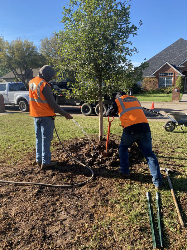 Two landscapers in orange vests planting and watering a young tree in a residential yard.