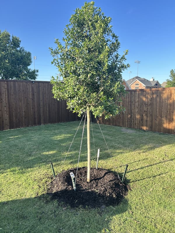 Young tree staked with support wires planted in a mulched circular bed in a backyard with wooden fencing and green grass.
