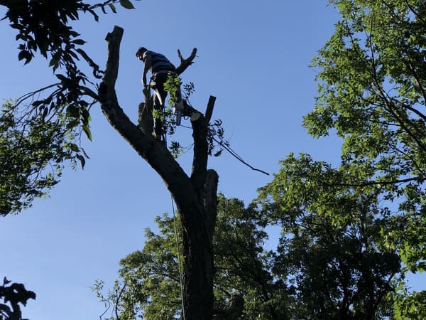 Person climbing and cutting branches on a tall, bare tree trunk against a clear blue sky.