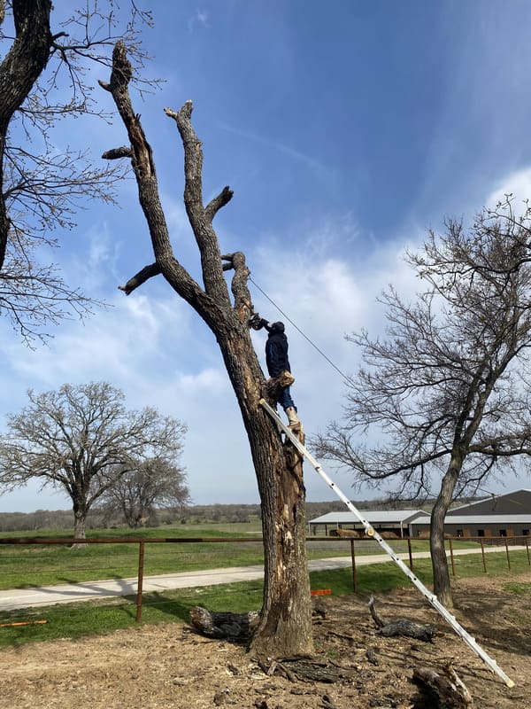 Person climbing a tall ladder to trim branches from a large leafless tree under a blue sky in a rural area.