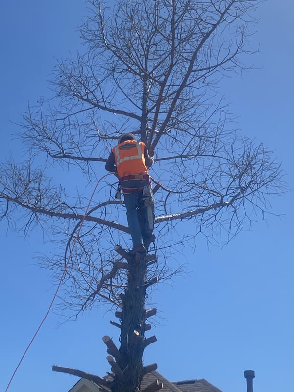 Worker in safety gear climbing and cutting branches on a tall, leafless tree against a clear blue sky.