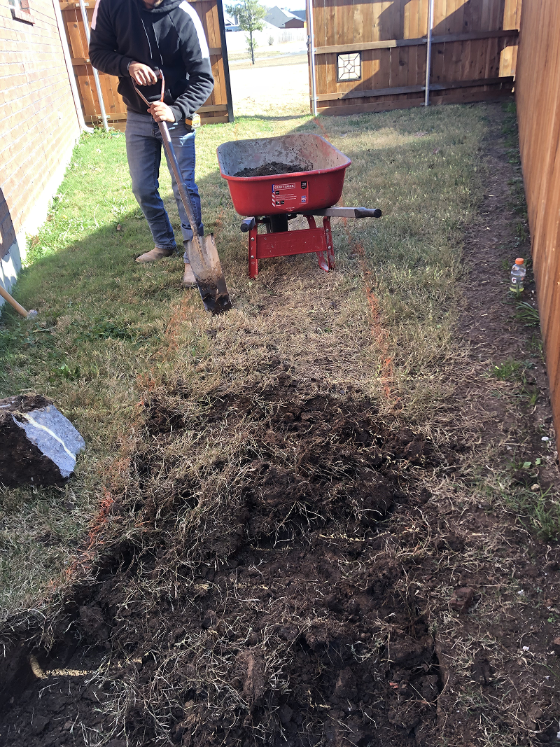 Person digging soil in a backyard with a shovel next to a red wheelbarrow filled with soil.