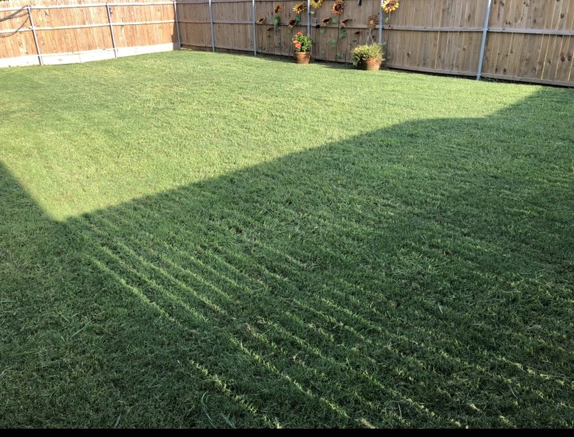 A backyard with well-maintained green grass, wooden fences, and potted plants with sunflowers along the fence.