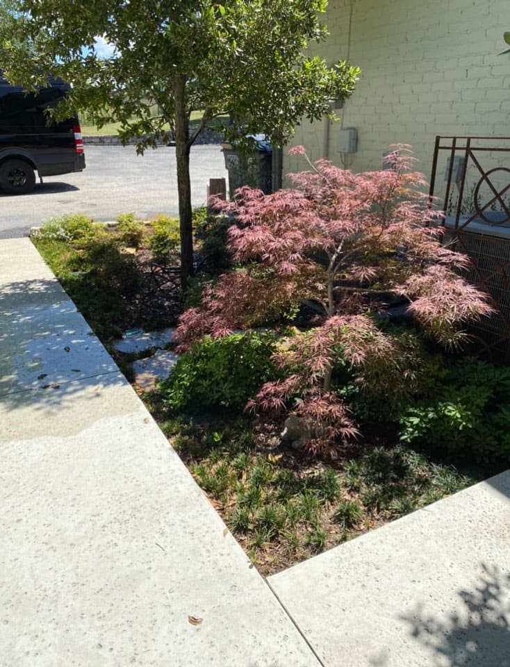 Small landscaped garden with a tree and a pink-leafed shrub next to a concrete sidewalk and a light-colored brick building.