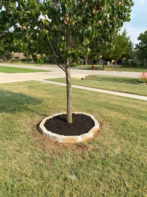 Young tree surrounded by a circular stone border filled with dark mulch on a grassy lawn near a sidewalk and road.