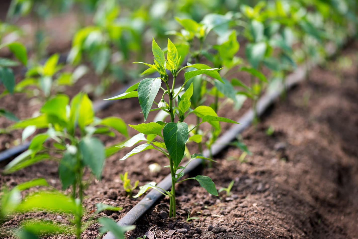 Young green pepper plants growing in soil with a drip irrigation system.