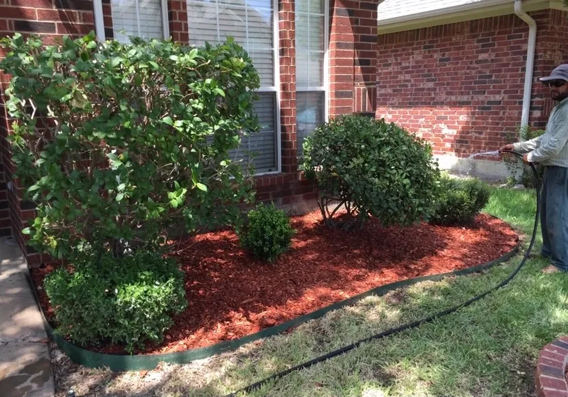 Person watering bushes and plants in a mulched garden bed next to a brick house.