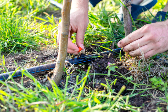 Person's hands adjusting a drip irrigation system near the base of plants in a garden with grass and soil.