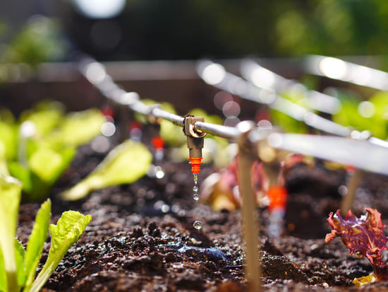 Drip irrigation system watering green plants growing in soil with water droplets falling from a nozzle.