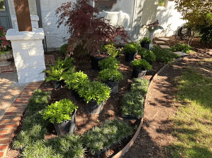 Garden bed in front of a white house with potted green plants and a small red tree, bordered by brick and metal edging.