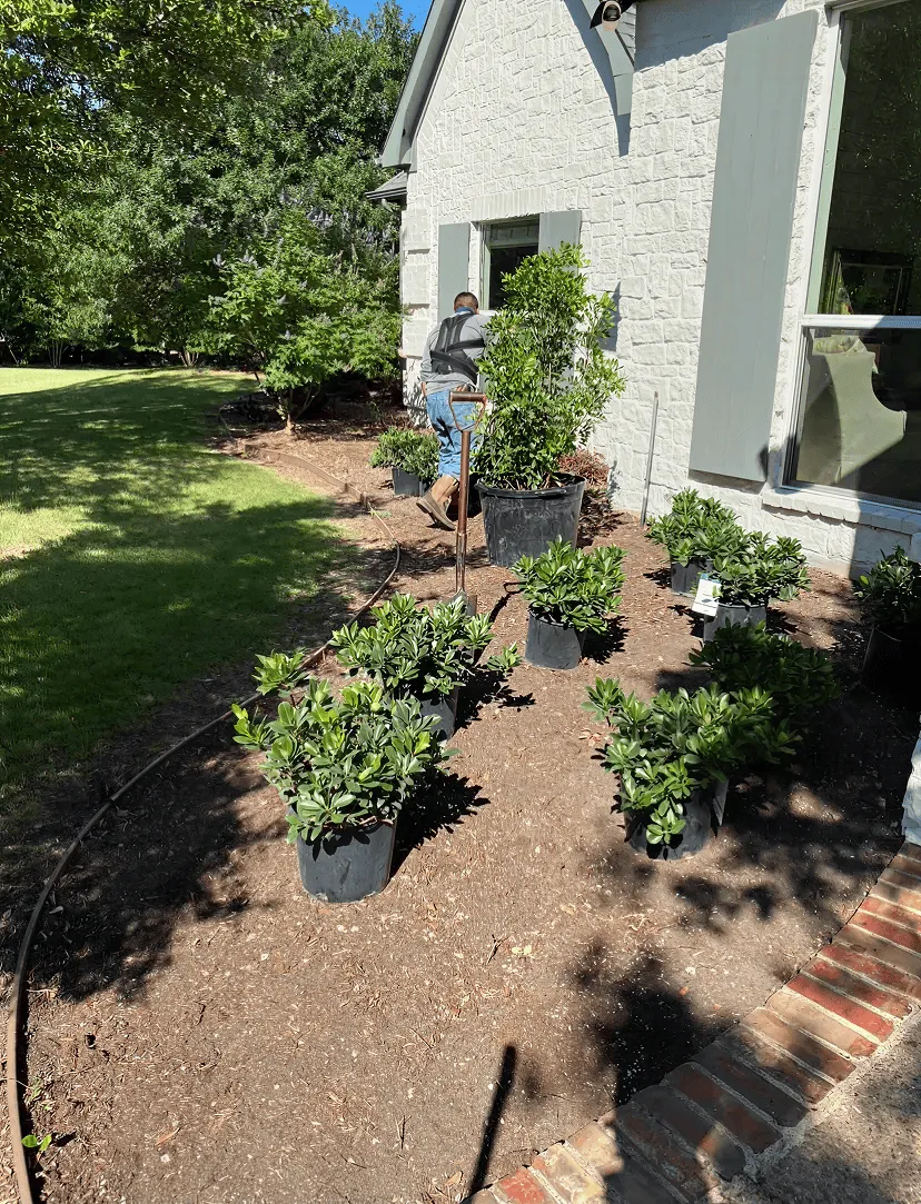 A person gardening beside a white brick house with multiple potted shrubs and greenery arranged on bare soil.