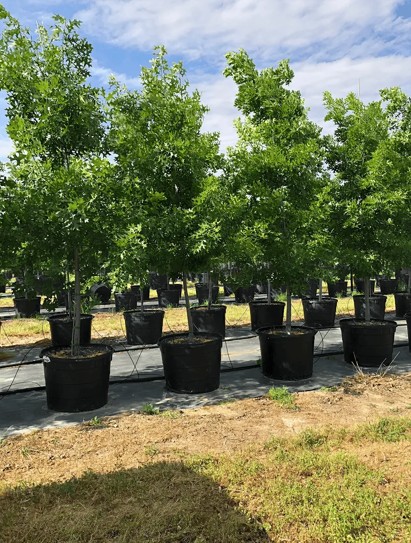 Rows of young green trees in black nursery pots on a farm under a partly cloudy sky.