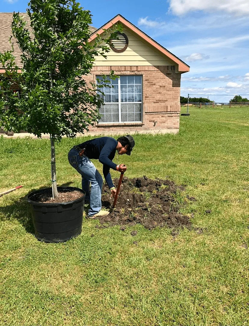Person digging a hole in a yard with a shovel next to a potted tree, preparing to plant it near a brick house.
