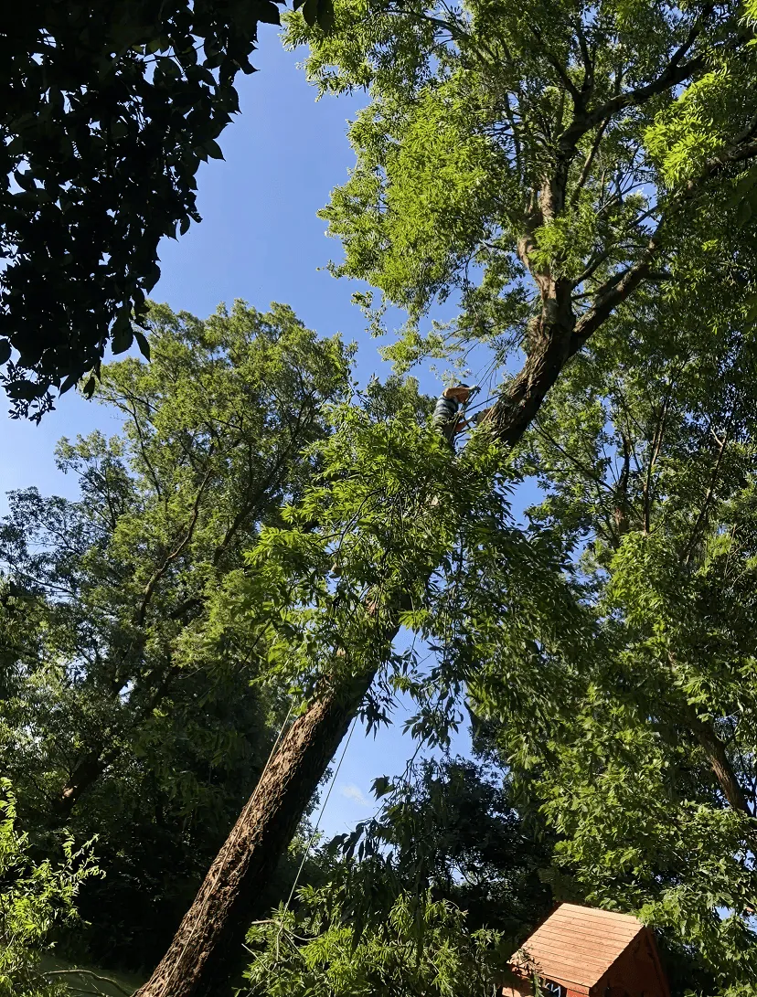 Person wearing safety gear climbing a tall tree surrounded by lush green foliage against a clear blue sky.